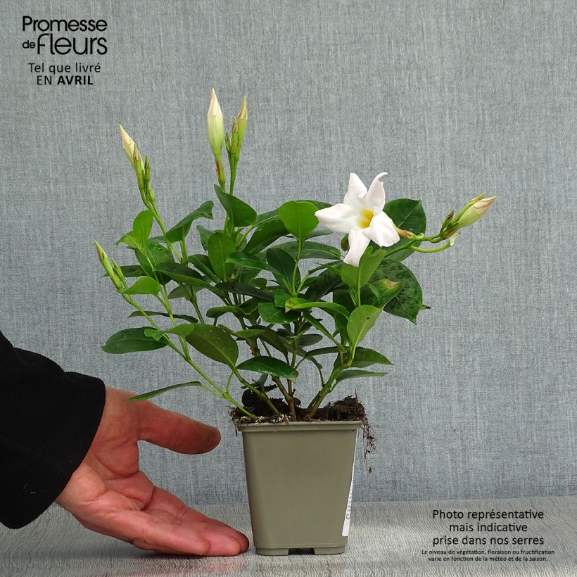 Example of Dipladénia Diamantina Jade White - Mandevilla  Pot van 10 cm/11 cm as you get in printemps