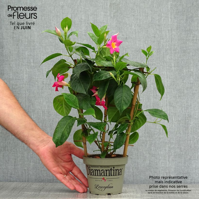 Exemplaar van Dipladenia Diamantina Quartz Pink & Yellow - Mandevilla Pot van 1 l/1,5 l zoals geleverd in de zomer