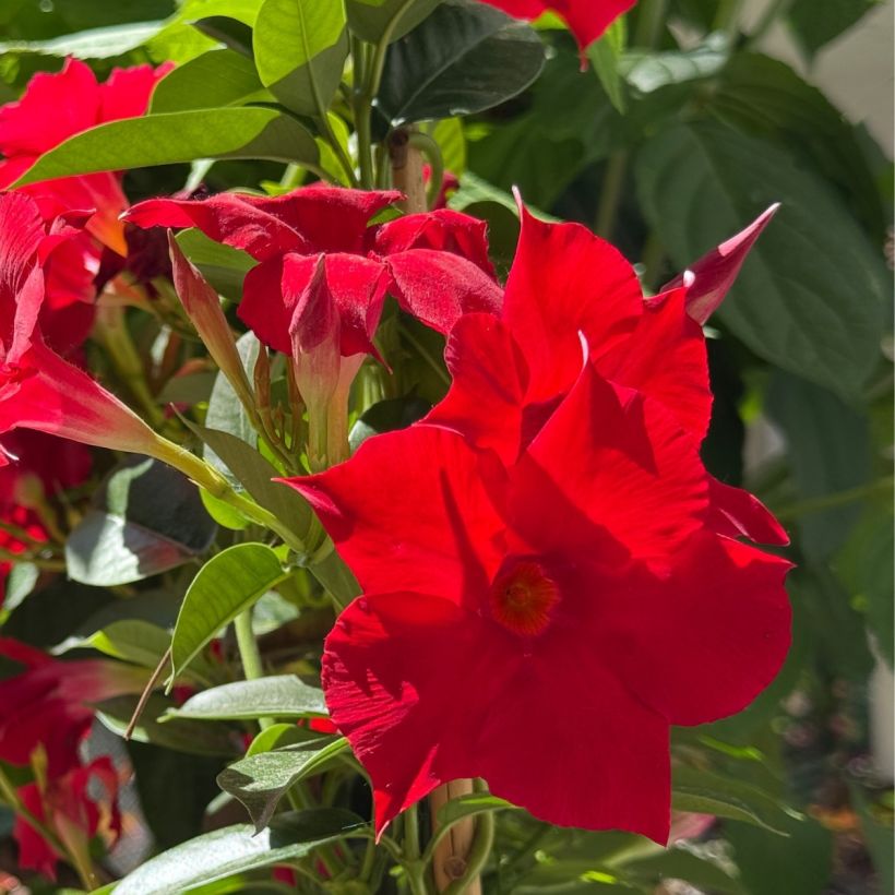 Dipladenia Agate mini Strawberry red - Braziliaanse jasmijn (Bloei)
