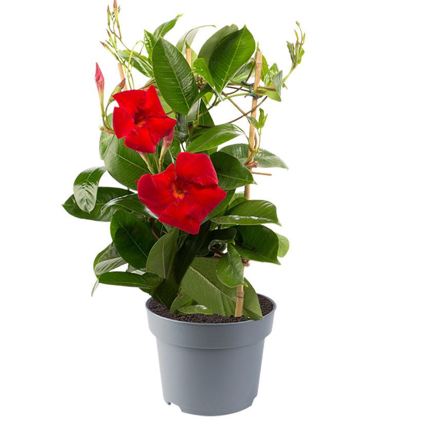 Dipladenia Diamantina Jade XXL Rood - Mandevilla (Groeiplaats)