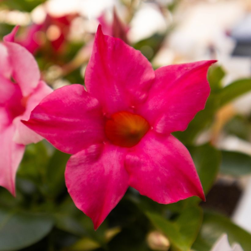 Dipladenia Diamantina Tourmaline fuchsia intense - Mandevilla (Bloei)