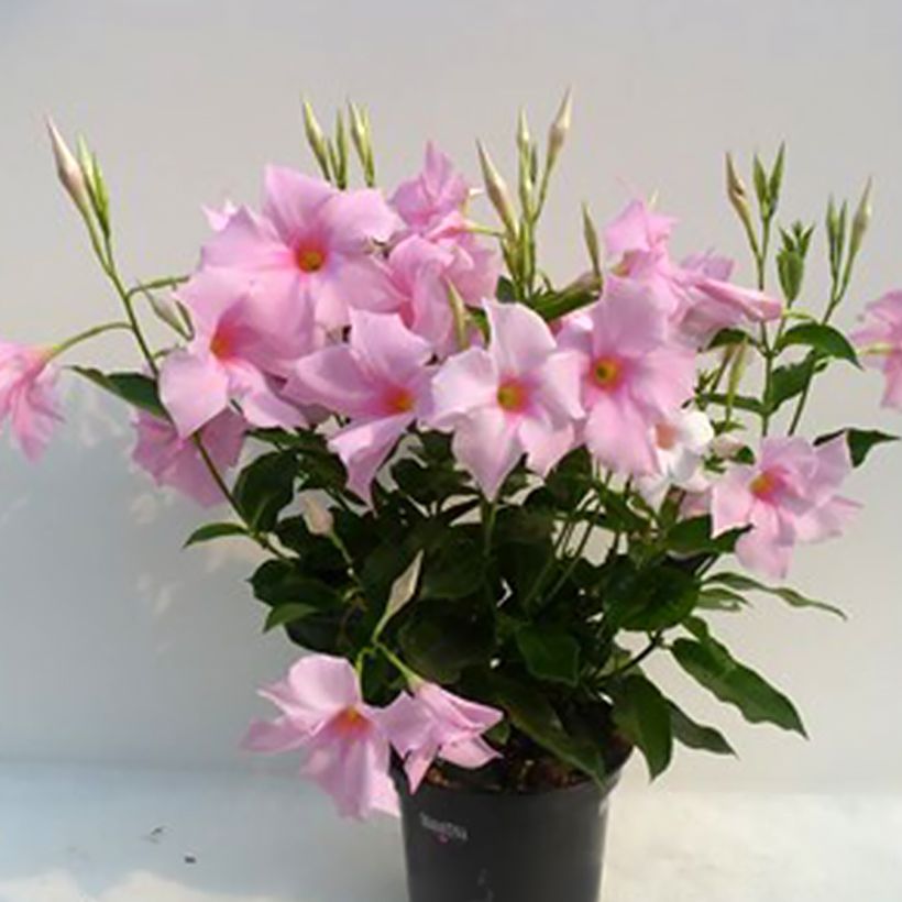 Dipladenia Diamantina Tourmaline Pink - Mandevilla (Plant habit)