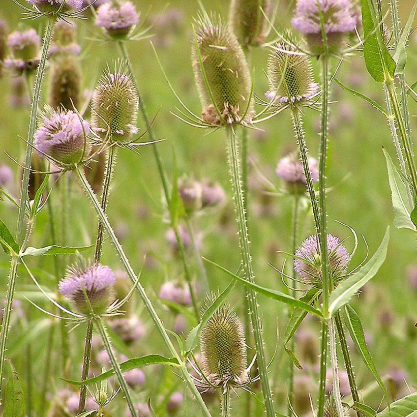 Dipsacus fullonum - Grote kaardebol (Flowering)