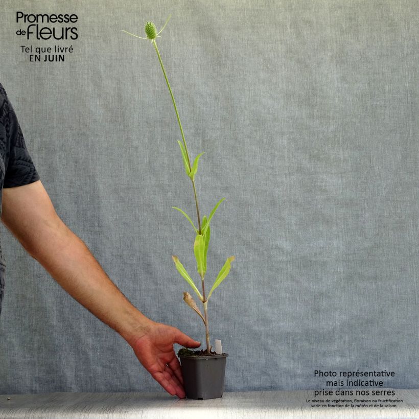 Exemplaar van Dipsacus fullonum - Grote kaardebol Kweekpotje van 8/9 cm zoals geleverd in de zomer