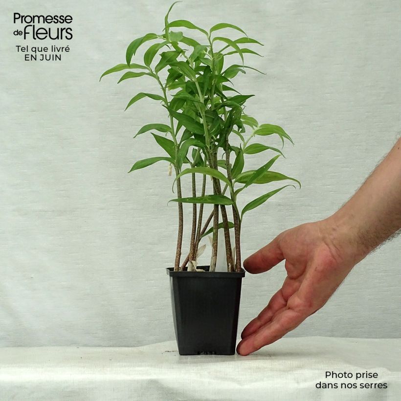 Exemplaar van Disporopsis pernyi - Schijnsalomonszegel Kweekpotje van 8/9 cm zoals geleverd in de zomer