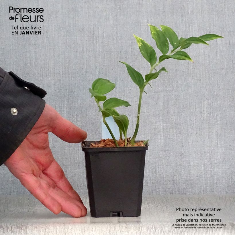 Example of Disporopsis pernyi - Schijnsalomonszegel Kweekpotje van 8/9 cm as you get in hiver