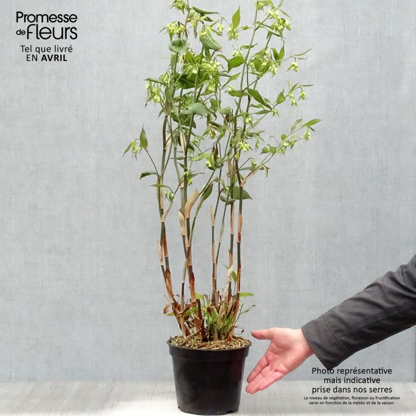 Exemplaar van Disporum cantoniense Green Giant - Elfenklokje Pot van 3 l/4 l zoals geleverd in de lente