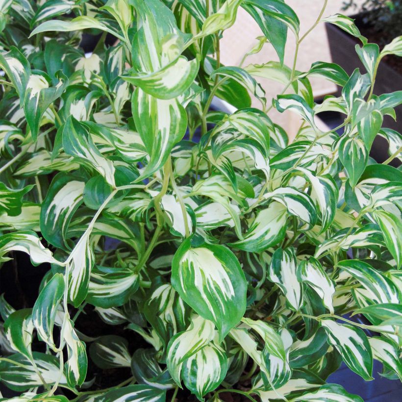 Disporum cantoniense Moonlight - Elfenklokje (Blad)