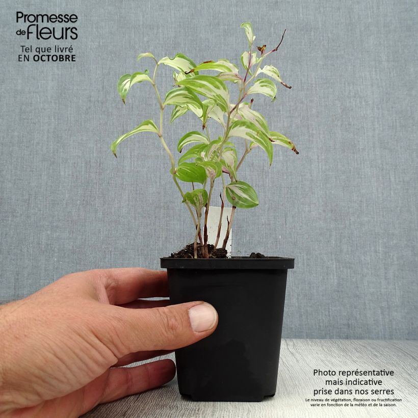 Exemplaar van Disporum cantoniense Moonlight - Elfenklokje Kweekpotje van 8/9 cm zoals geleverd in de herfst