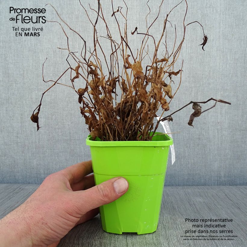Exemplaar van Disporum cantoniense Moonlight - Elfenklokje Pot van 1,5 l/2 l zoals geleverd in de winter