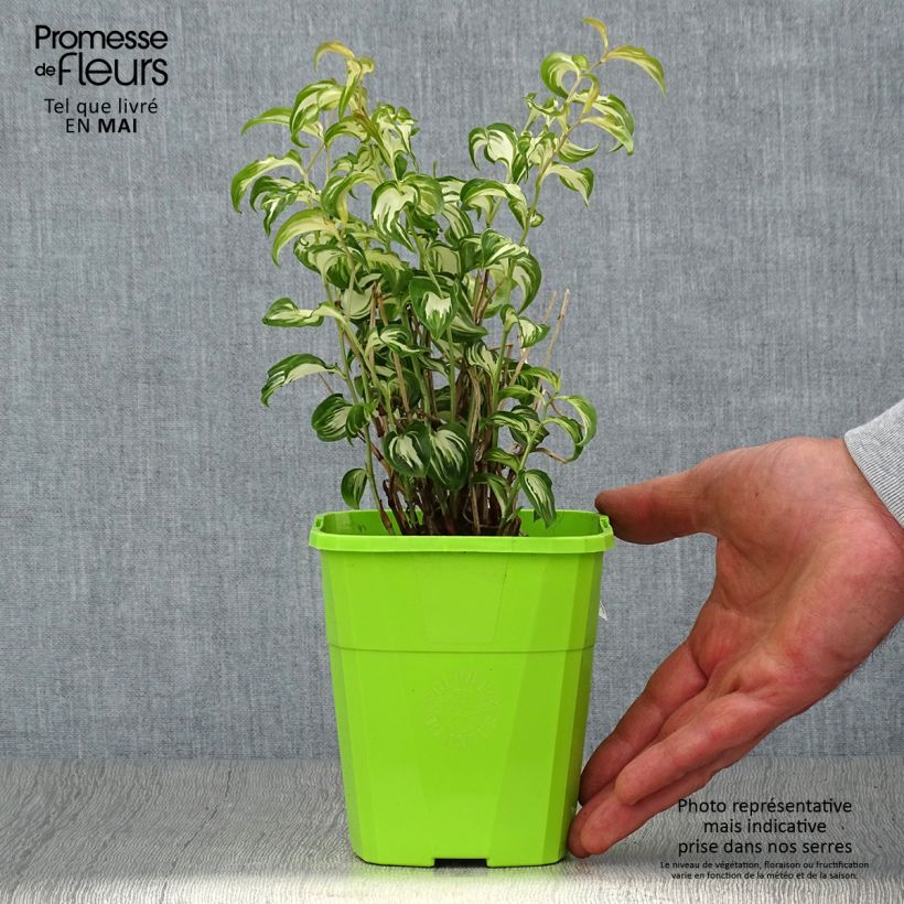 Exemplaar van Disporum cantoniense Moonlight - Elfenklokje Pot van 1,5 l/2 l zoals geleverd in de lente