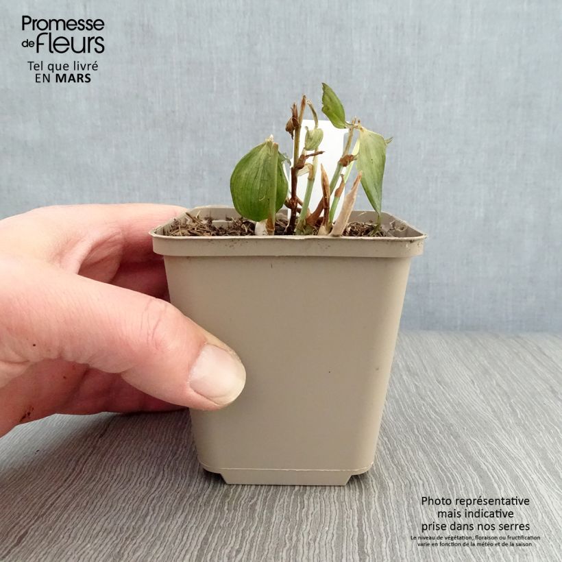 Exemplaar van Disporum cantoniense Night Heron - Elfenklokje Kweekpotje van 8/9 cm zoals geleverd in de lente