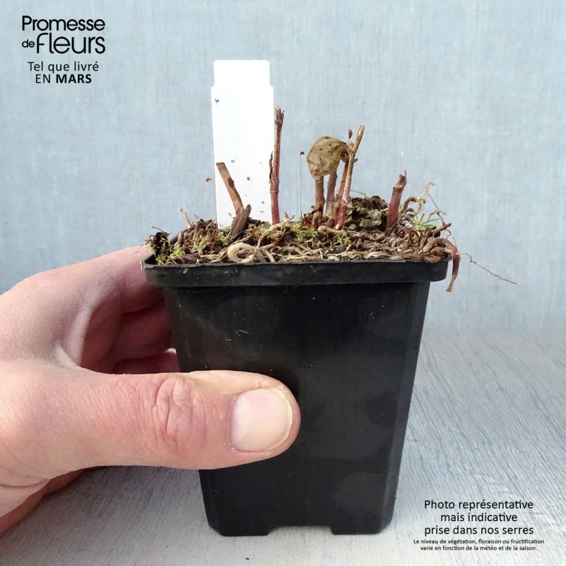 Exemplaar van Disporum megalanthum - Elfenklokje Kweekpotje van 8/9 cm zoals geleverd in de lente