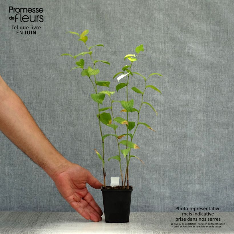 Exemplaar van Disporum uniflorum - Elfenklokje Kweekpotje van 8/9 cm zoals geleverd in de zomer