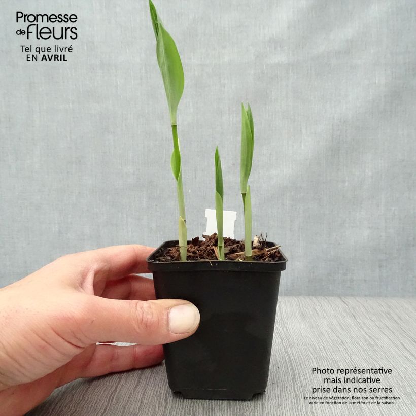 Exemplaar van Disporum uniflorum - Elfenklokje Kweekpotje van 8/9 cm zoals geleverd in de lente