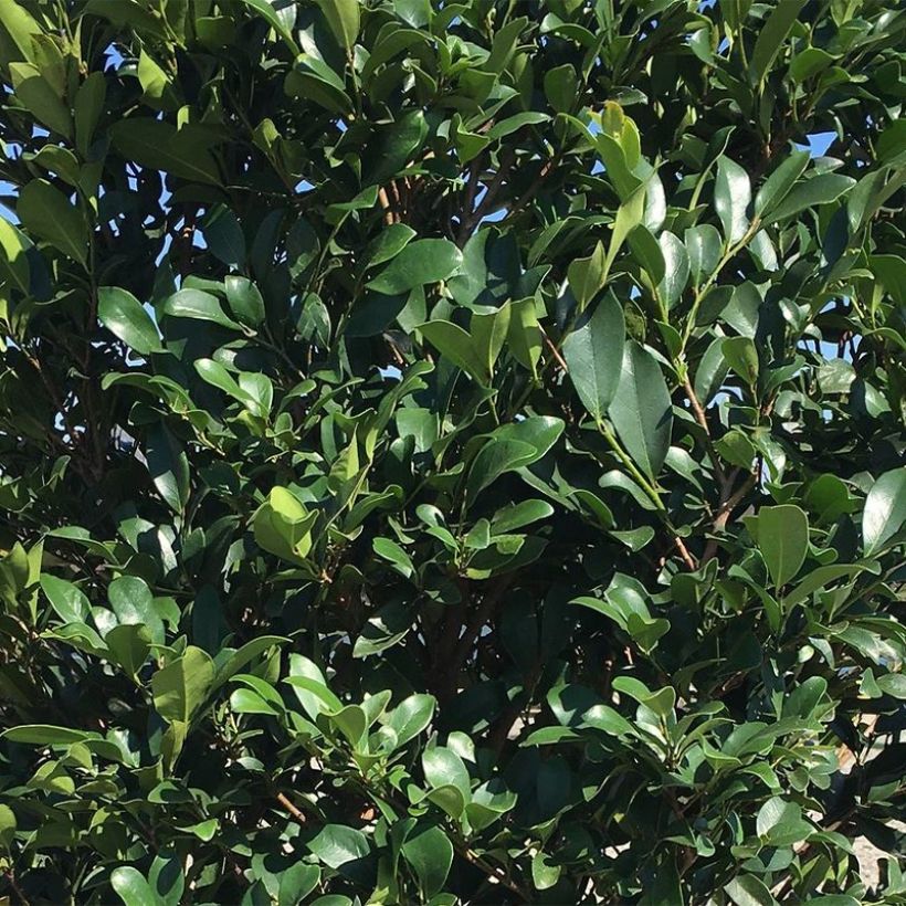 Distylium Linebacker - Winter toverhazelaar (Foliage)