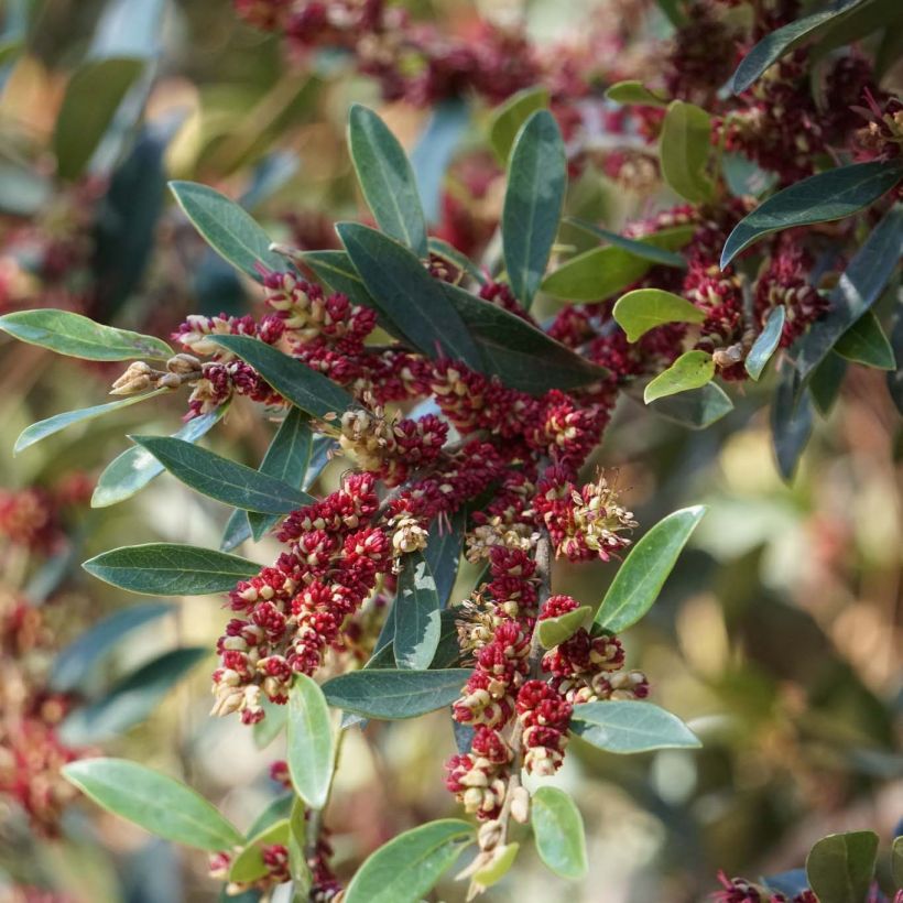 Distylium Vintage Jade - Winter toverhazelaar (Flowering)