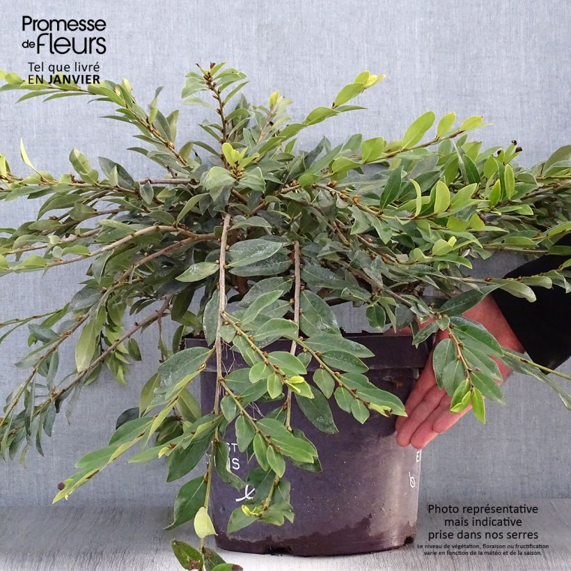 Example of Distylium Vintage Jade - Winter toverhazelaar Pot van 7,5 l/10 l as you get in hiver