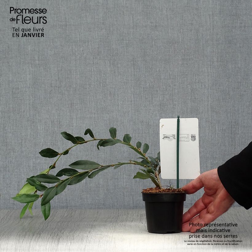 Example of Distylium Vintage Jade - Winter toverhazelaar Kweekpotje van 8/9 cm as you get in hiver