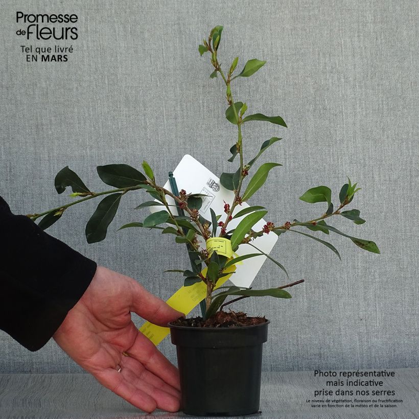 Exemplaar van Distylium Vintage Jade - Winter toverhazelaar Kweekpotje van 8/9 cm zoals geleverd in de lente