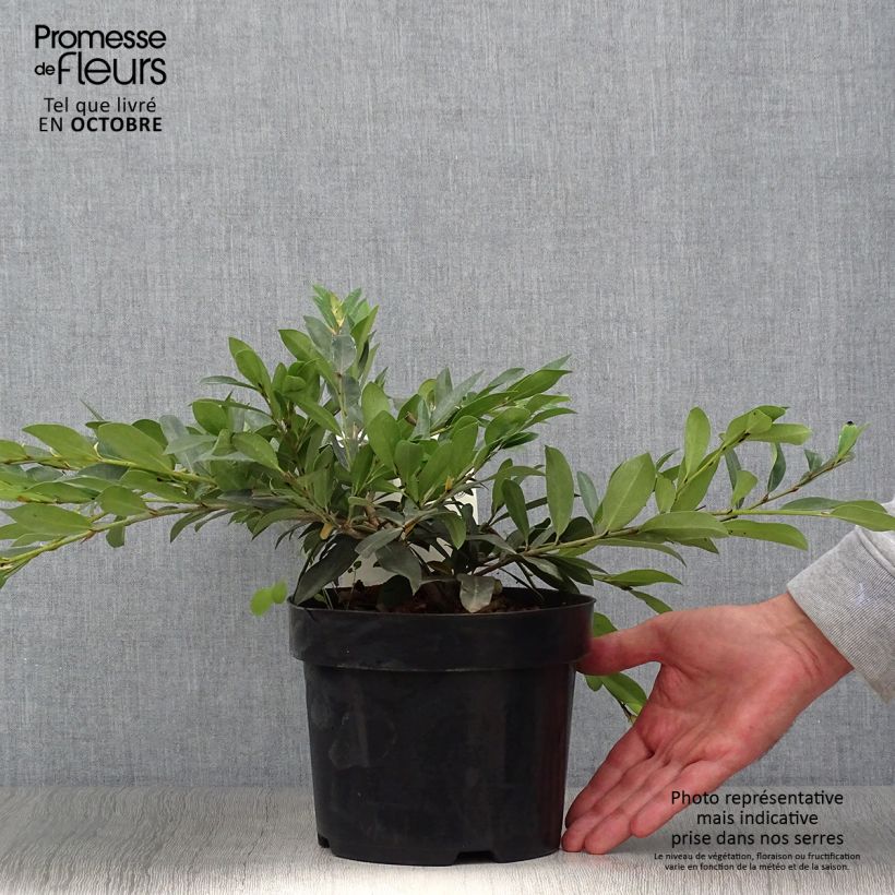 Exemplaar van Distylium Vintage Jade - Winter toverhazelaar Pot van 2 l/3 l zoals geleverd in de herfst