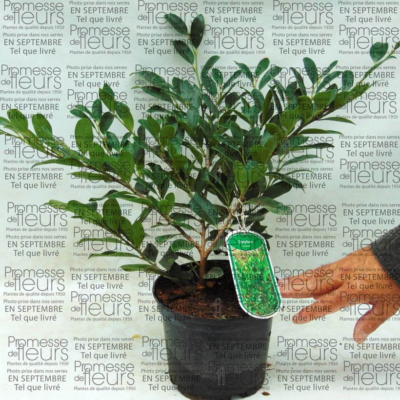 Voorbeeld van een exemplaar van Distylium racemosum - Winter toverhazelaar Pot van 2 l/3 l zoals geleverd