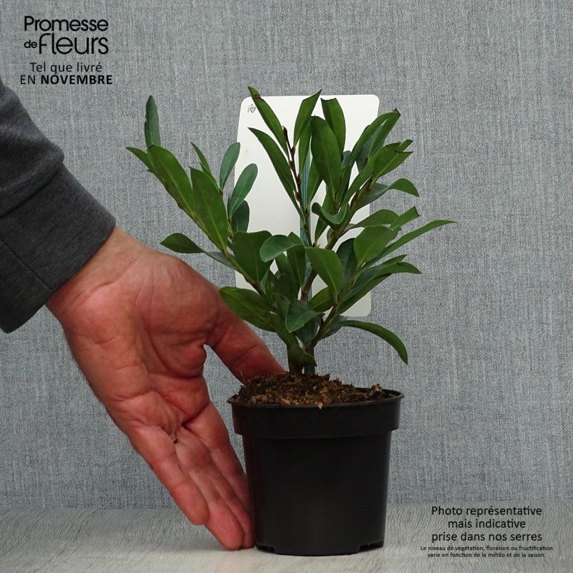 Exemplaar van Distylium Blue Cascade - Winter toverhazelaar Pot van 10 cm/11 cm zoals geleverd in de herfst