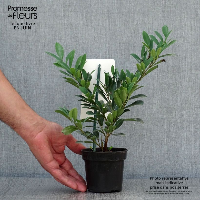 Exemplaar van Distylium Blue Cascade - Winter toverhazelaar Pot van 10 cm/11 cm zoals geleverd in de zomer