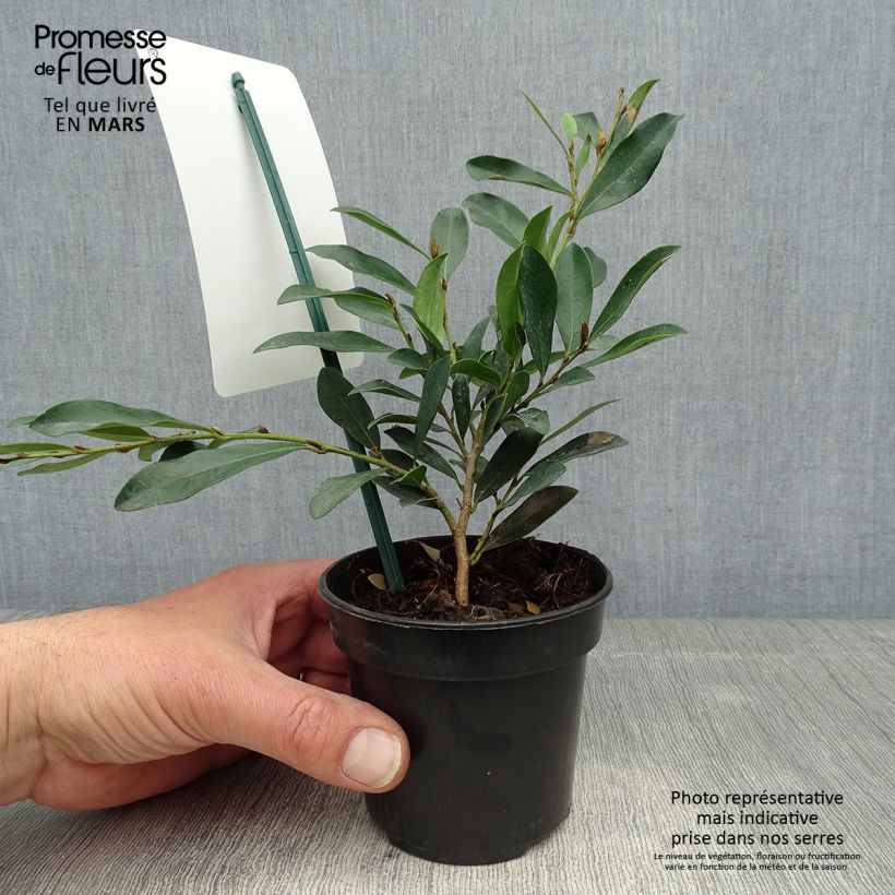 Exemplaar van Distylium Blue Cascade - Winter toverhazelaar Pot van 10 cm/11 cm zoals geleverd in de lente