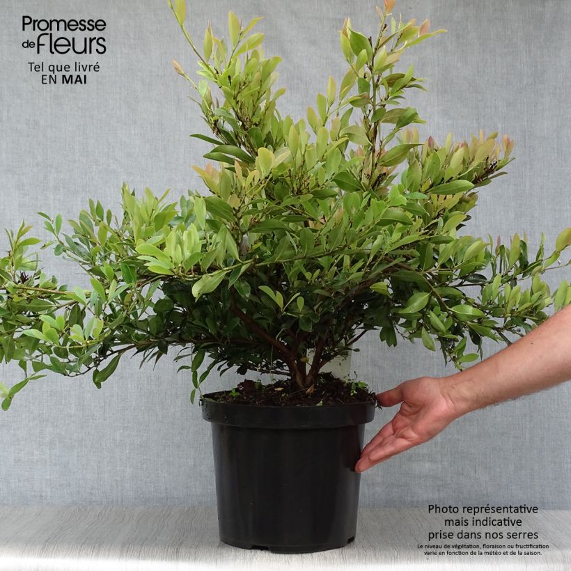 Exemplaar van Distylium Blue Cascade - Winter toverhazelaar Pot van 7,5 l/10 l zoals geleverd in de lente