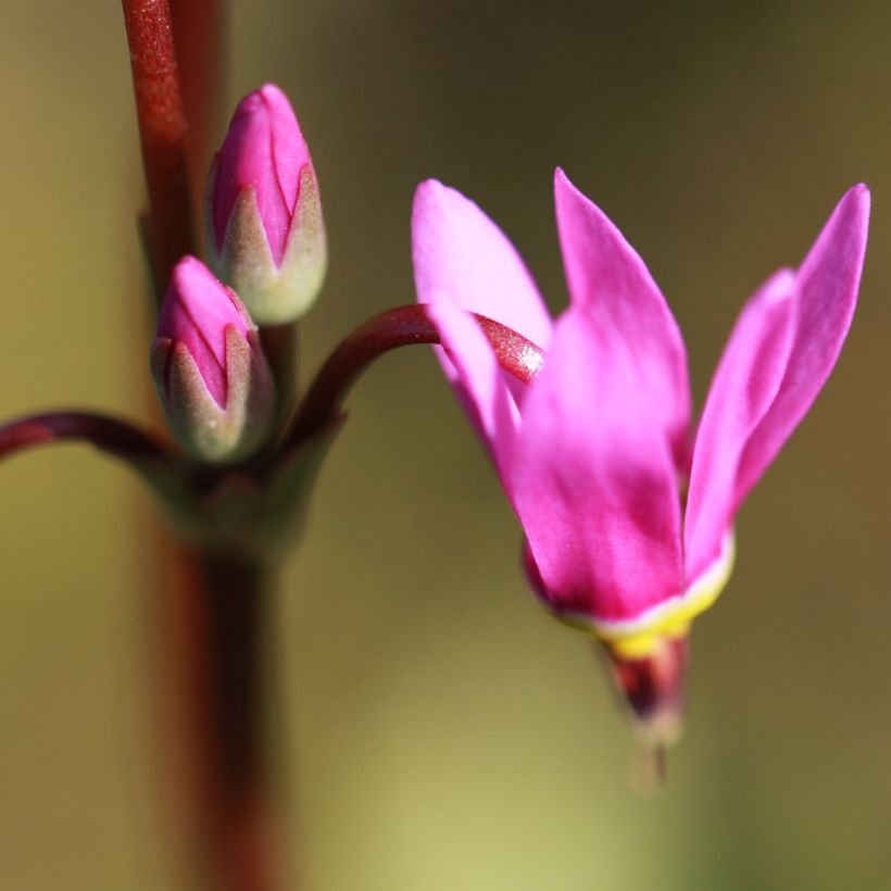 Dodecatheon jeffreyi Rotlicht - Twaalfgodenkruid (Flowering)
