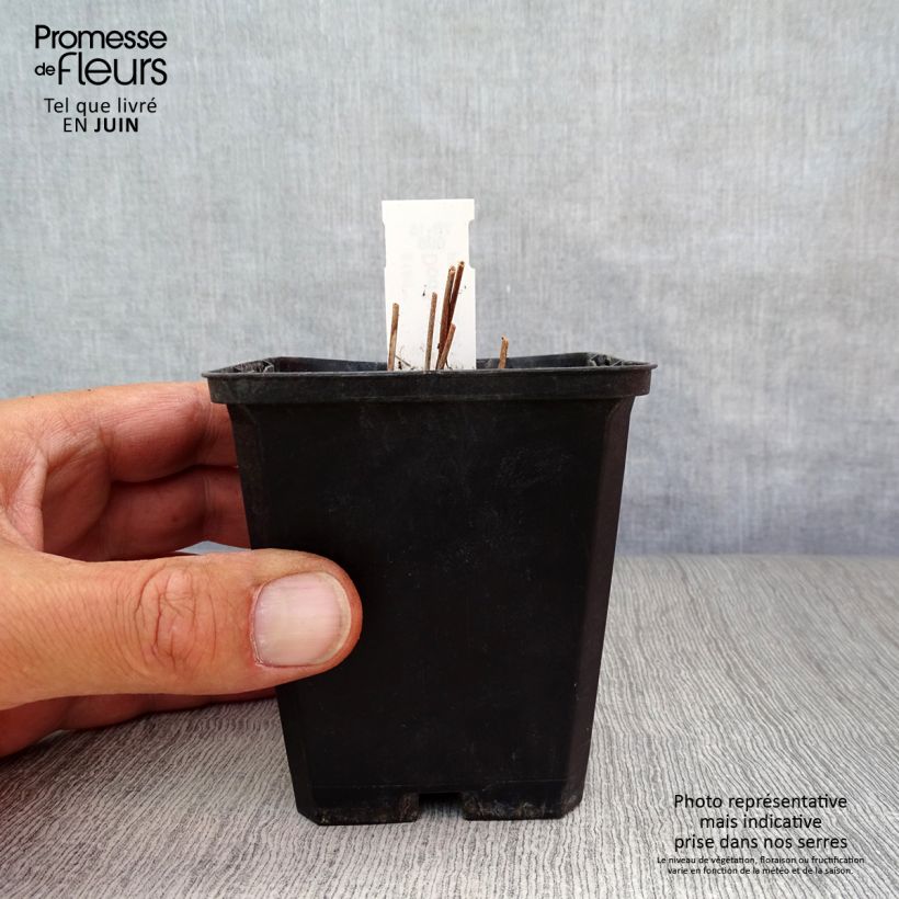 Exemplaar van Dodecatheon jeffreyi Rotlicht - Twaalfgodenkruid Kweekpotje van 8/9 cm zoals geleverd in de zomer