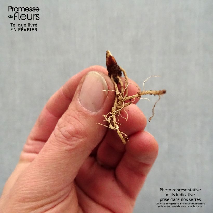 Example of Dodecatheon jeffreyi Rotlicht - Gyroselle Naakte wortel as you get in hiver