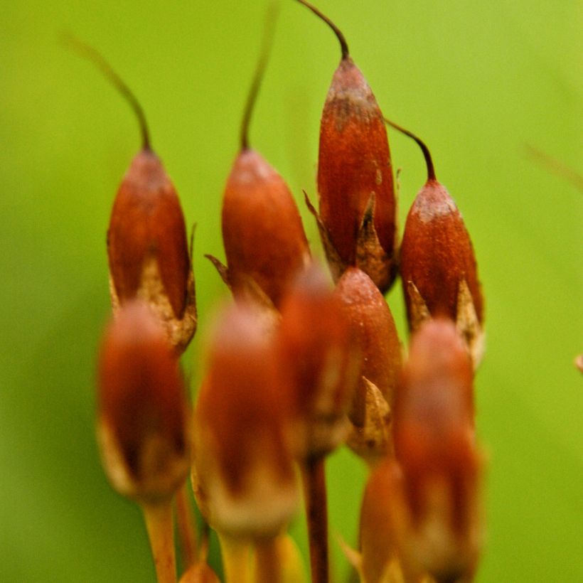 Dodecatheon meadia - Twaalfgodenkruid (Harvest)