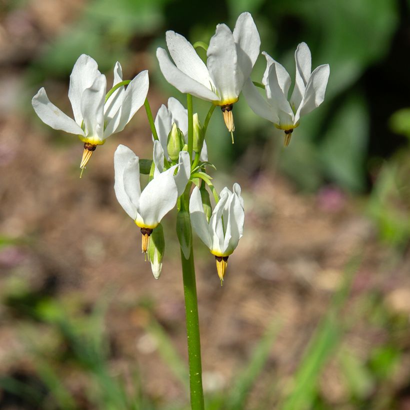 Dodecatheon meadia Album - Twaalfgodenkruid (Bloei)