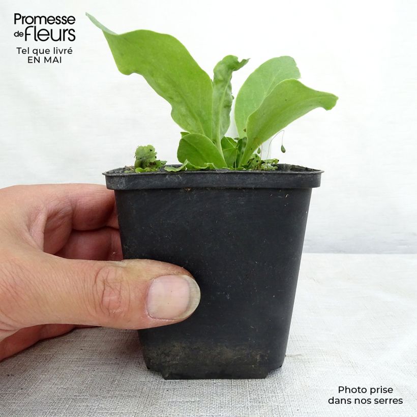 Exemplaar van Dodecatheon meadia - Twaalfgodenkruid Kweekpotje van 8/9 cm zoals geleverd in de lente