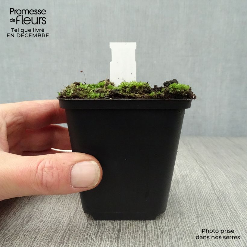 Example of Dodecatheon meadia -  Gyroselle de Virginie Kweekpotje van 8/9 cm as you get in hiver