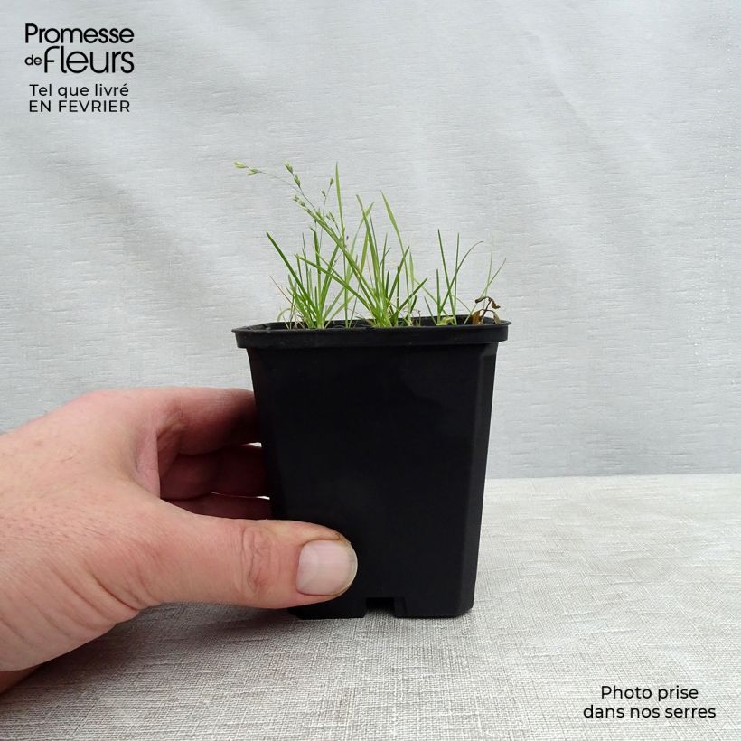 Example of Dodecatheon meadia Queen Victoria Kweekpotje van 8/9 cm as you get in hiver