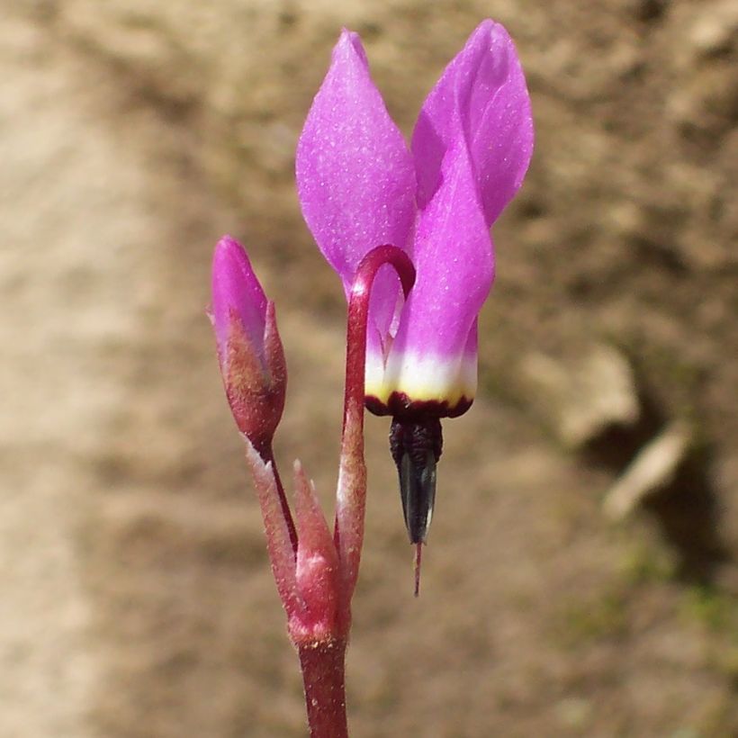 Dodecatheon pulchellum Red Wings - Twaalfgodenkruid (Flowering)