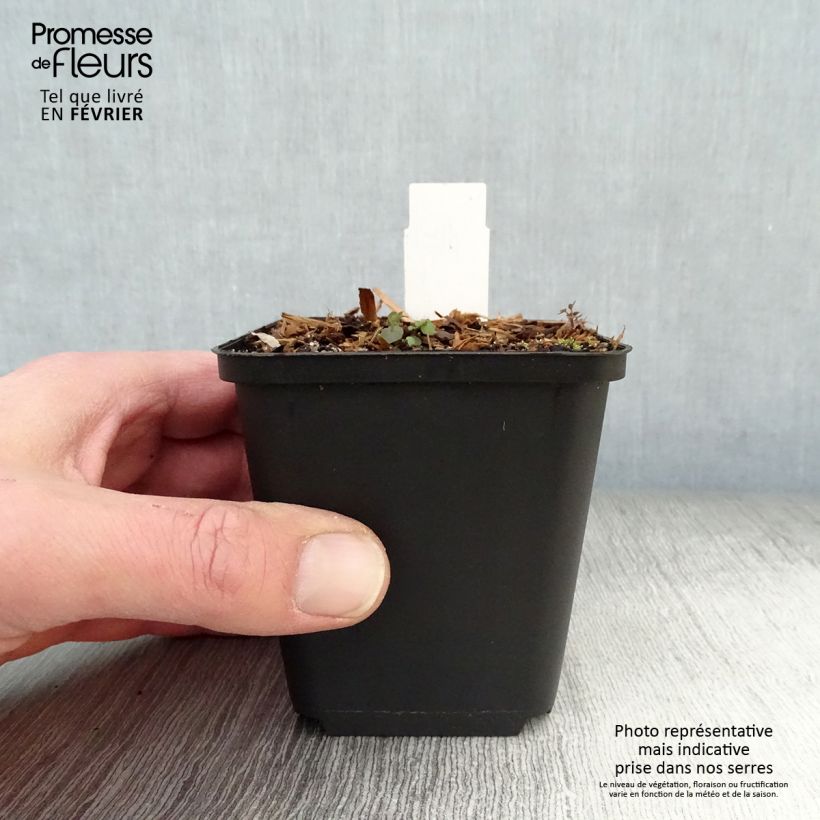 Example of Dodecatheon pulchellum Red Wings - Gyroselle Kweekpotje van 8/9 cm as you get in hiver