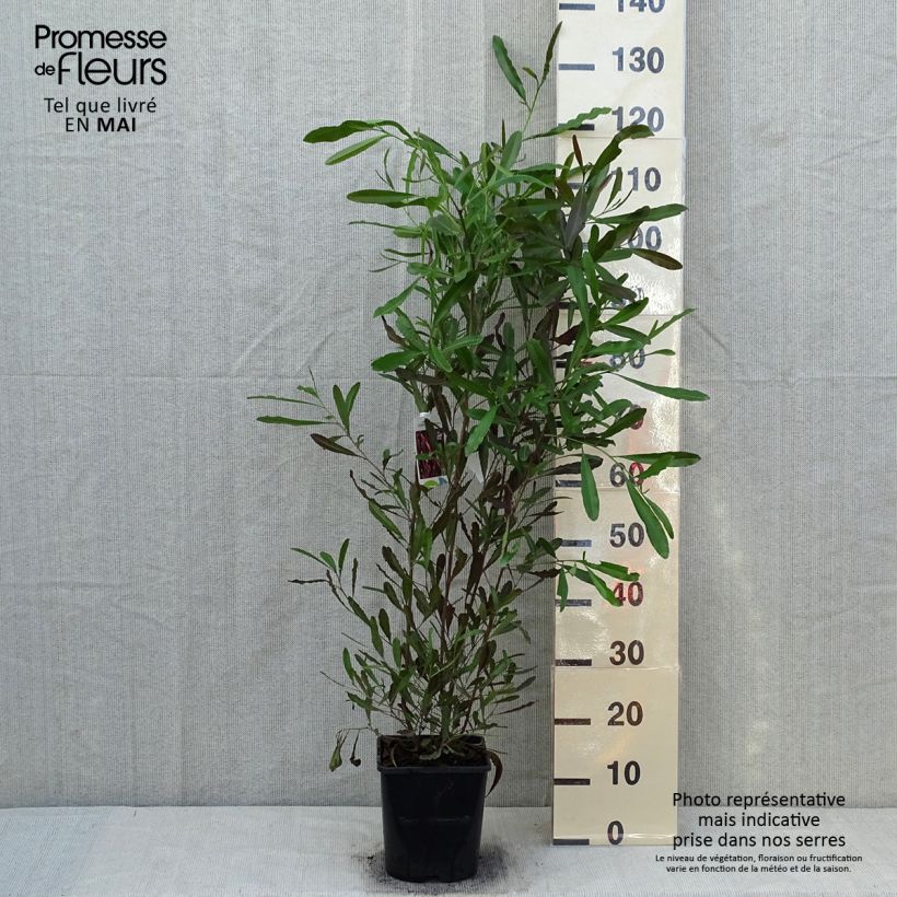 Exemplaar van Dodonaea viscosa Purpurea - Kleverige hopstruik Pot van 3 l/4 l zoals geleverd in de lente