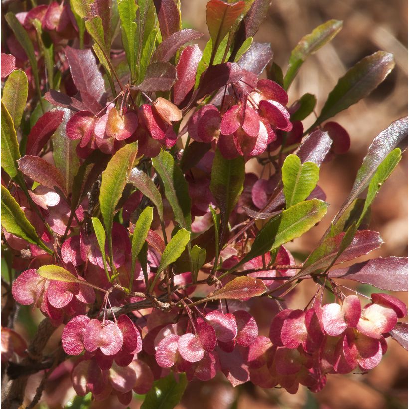 Dodonaea viscosa Purpurea - Kleverige hopstruik (Flowering)