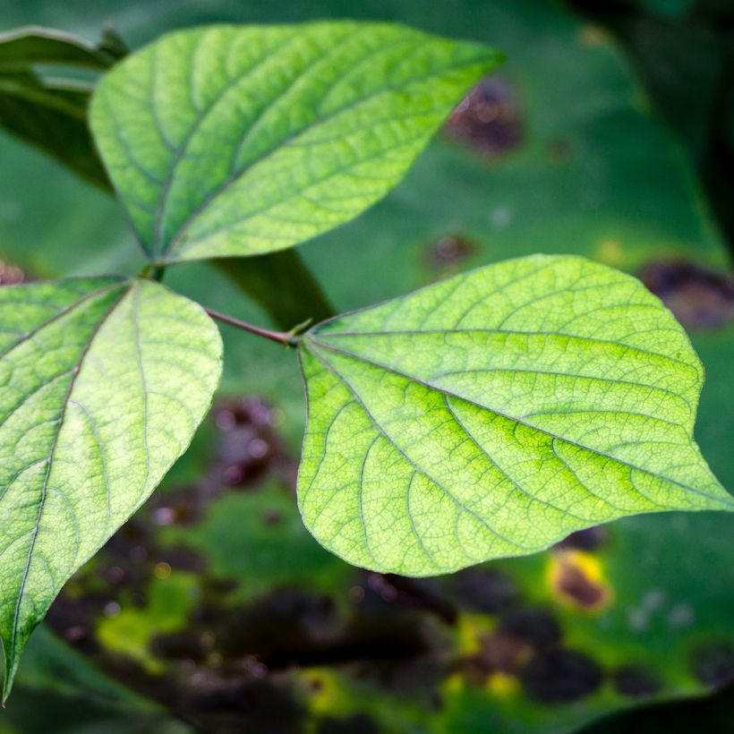Hyacintboon - Lablab purpureus (zaad) (Blad)