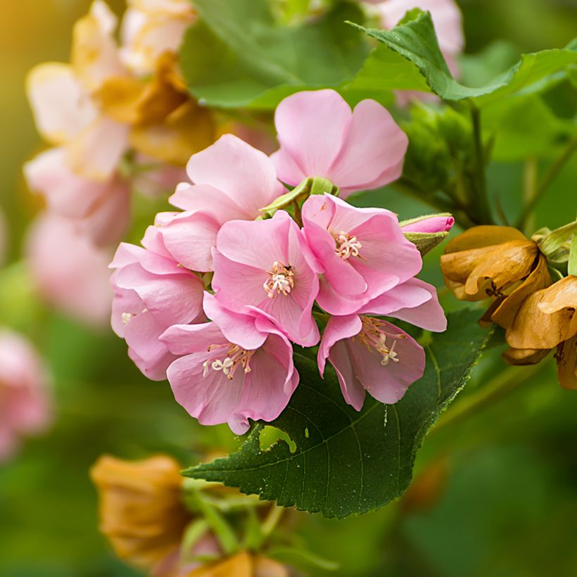 Dombeya cayeuxii (Bloei)
