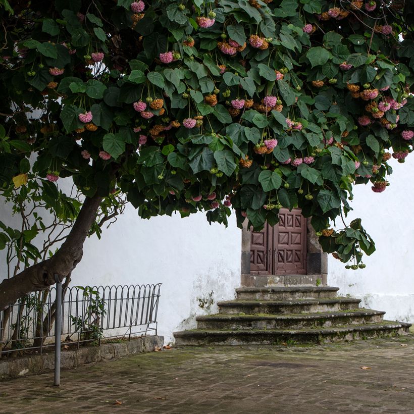 Dombeya cayeuxii (Groeiplaats)