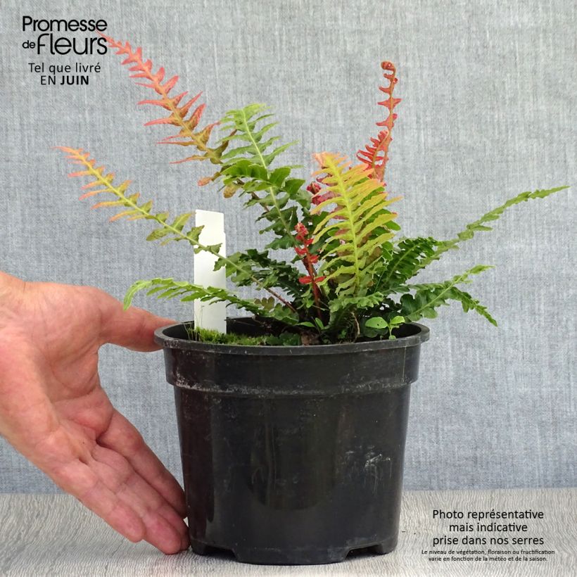 Exemplaar van Doodia aspera Rough Ruby - Raspvaren Pot van 2 l/3 l zoals geleverd in de zomer