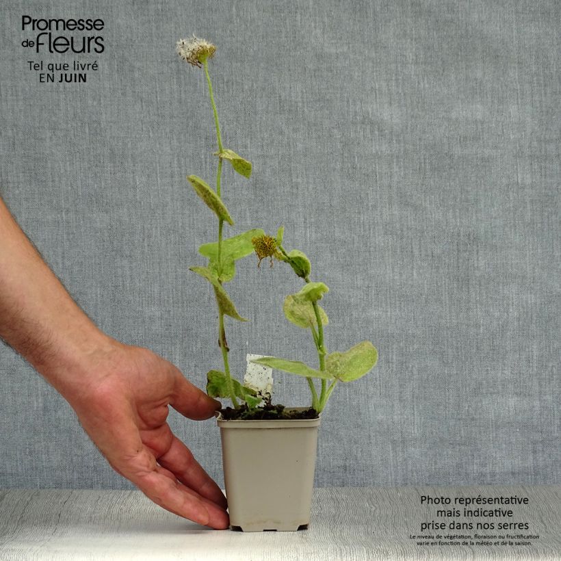 Exemplaar van Doronicum pardalianches - Hartbladzonnebloem Kweekpotje van 8/9 cm zoals geleverd in de zomer