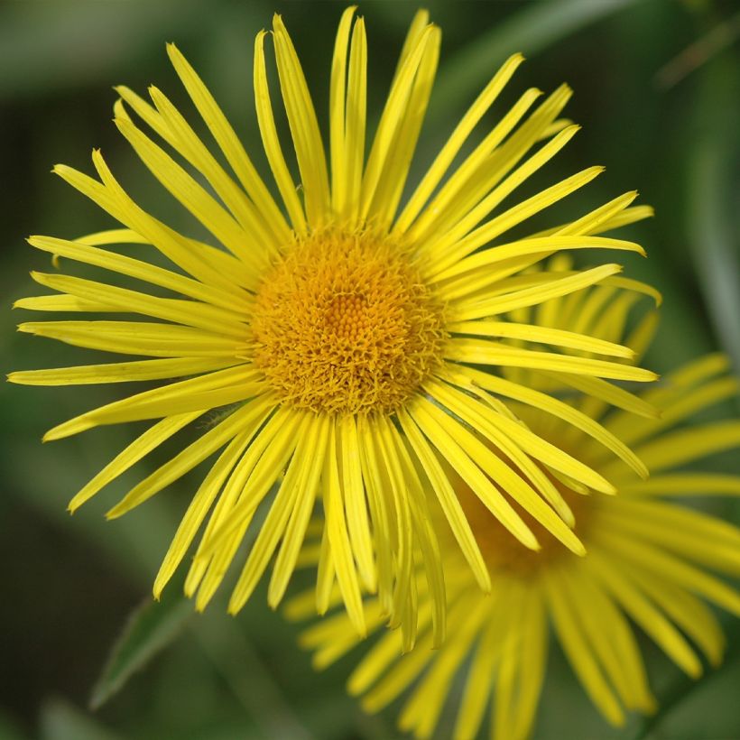 Doronicum orientale Finesse - Voorjaarszonnebloem (Bloei)
