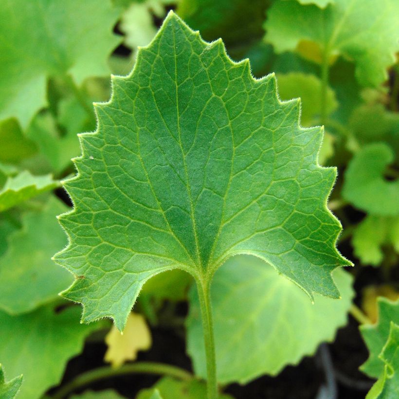 Doronicum orientale Magnificum - Voorjaarszonnebloem (Foliage)