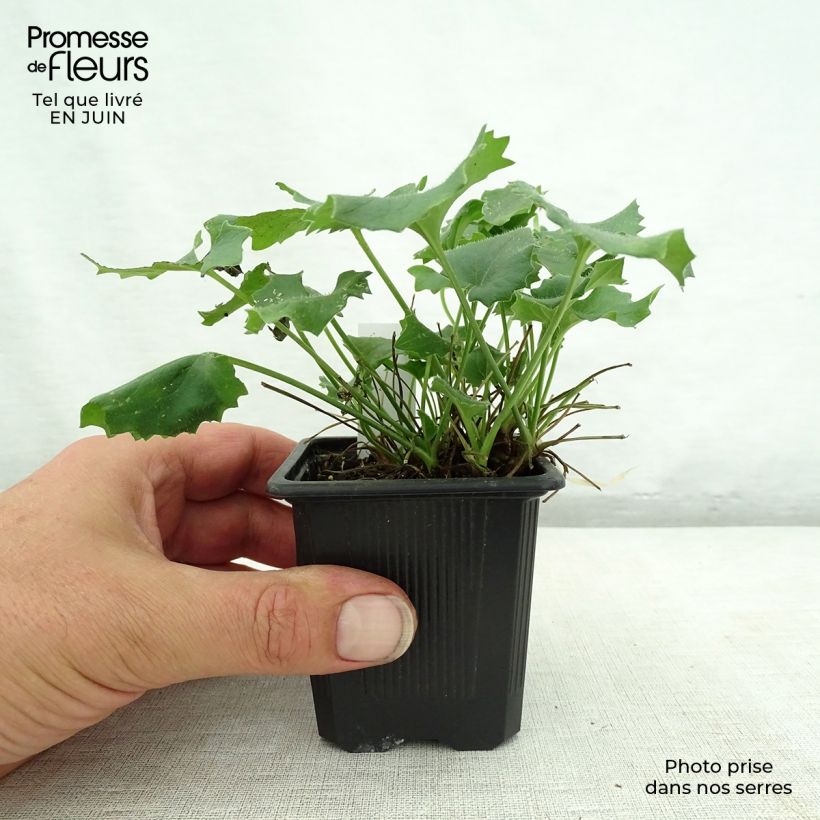 Exemplaar van Doronicum orientale Magnificum - Voorjaarszonnebloem Kweekpotje van 8/9 cm zoals geleverd in de zomer
